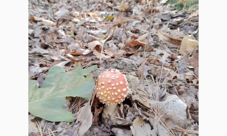 Мухомори пантерний, червоний - фото № 1