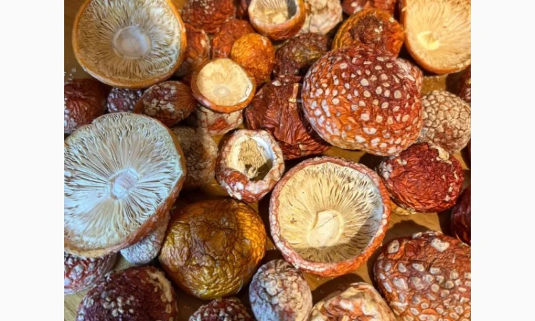 Куплю мухомор пантерный, королевский. мухомор красный - фото № 1