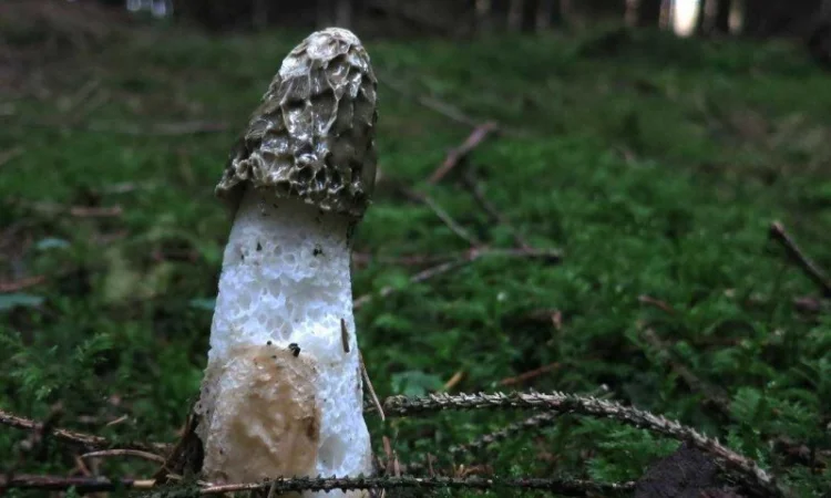 Куплю мухомор пантерный, королевский. мухомор красный - фото № 2