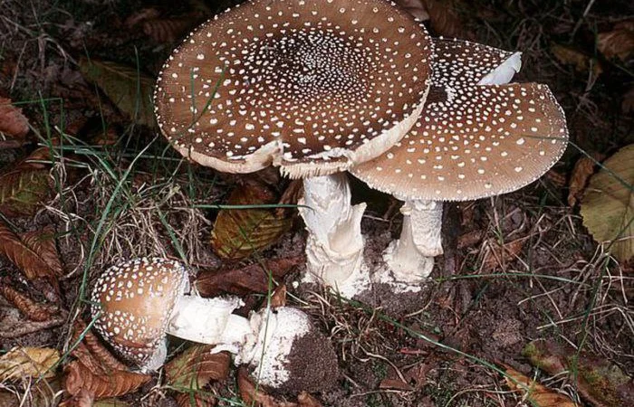 Закупаю грибы Мухомор Красный Мухомор пантерный лисички, веселки и др - фото № 1