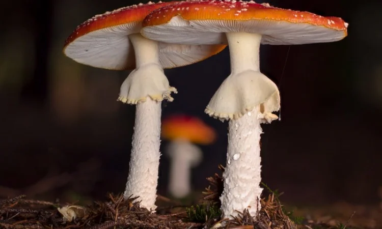 Куплю сушений червоний мухомор, пантерний, лисички, веселки - фото № 1