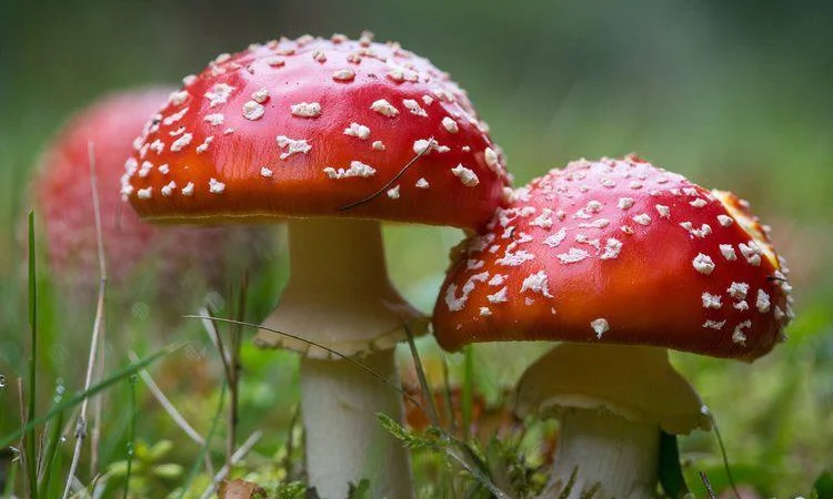 Закупаю грибы Мухомор Красный Мухомор пантерный - фото № 1