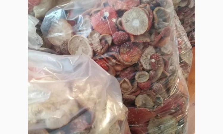 Продам карпатський сушений в вакуумі мухомор - фото № 3