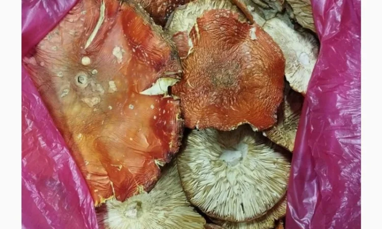 Продам сухі мухомори - фото № 1