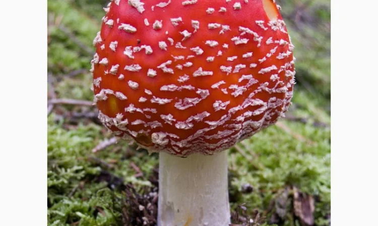 Мухомор - фото № 1