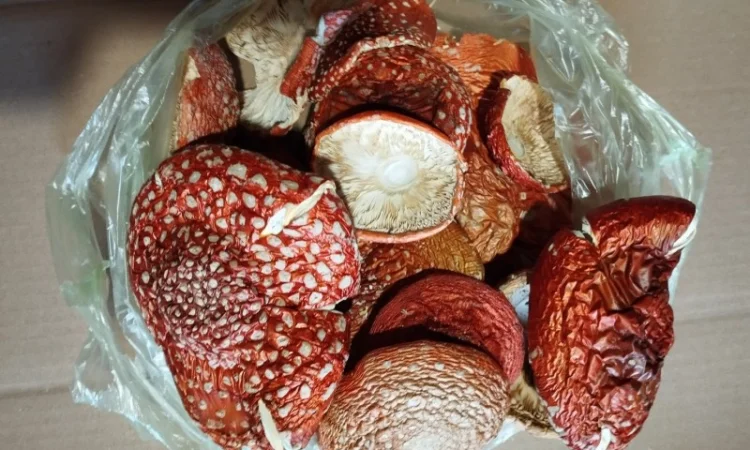 Екологічно чисті капелюшки червоного мухомора - фото № 1