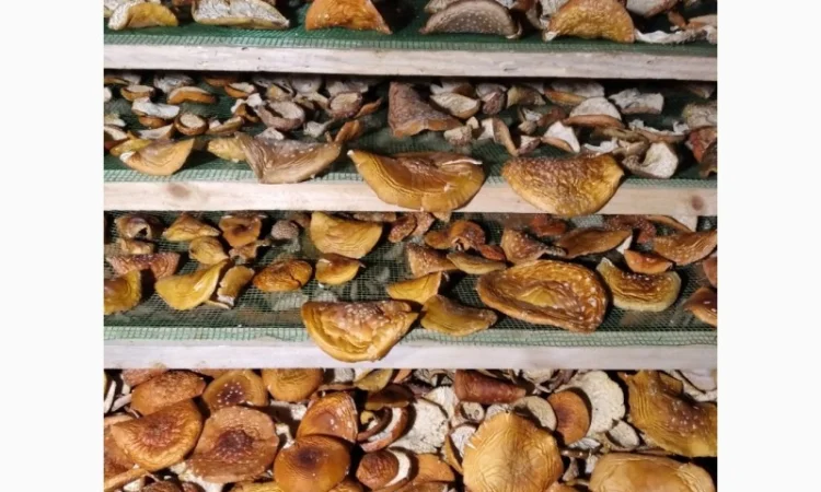 Сушені, дикорослі капелюшки мухомора - фото № 2