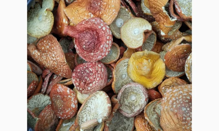 Червоний мухомор - фото № 1