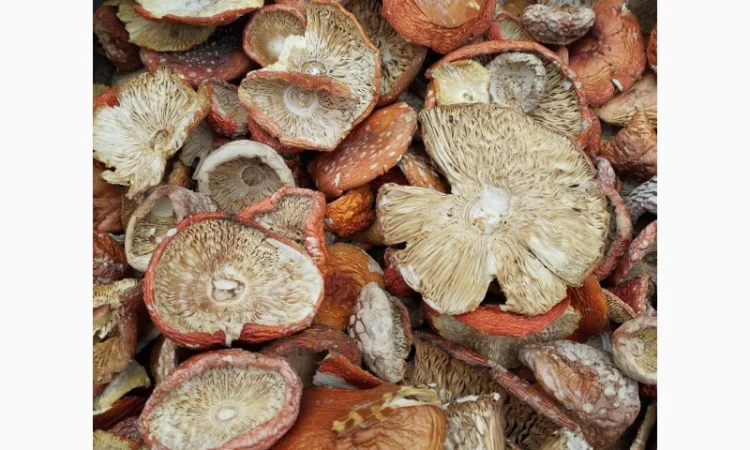 Сушені червоні мухомори на продаж - фото № 1