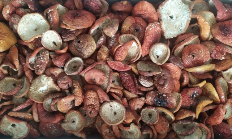 Червоні мухомори 2024 - фото № 3