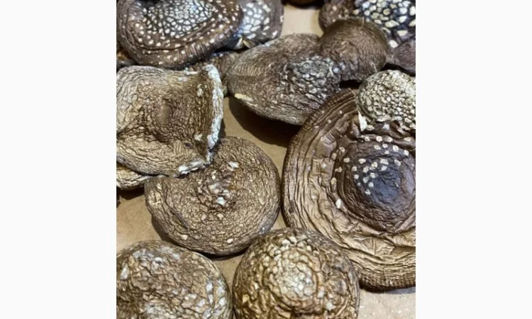 Пантерний мухомор - фото № 1