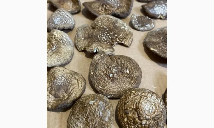 Пантерний мухомор - фото № 2