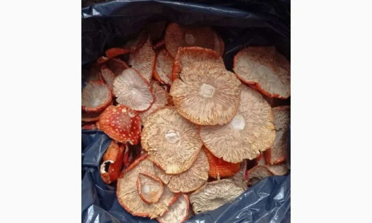 Продам мухомор червоний - фото № 2