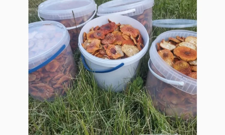 Продам мухомор червоний - фото № 3