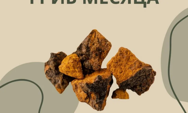 Чага в капсулах/ Рейші/гриб Здоров'я та довголіття - фото № 1