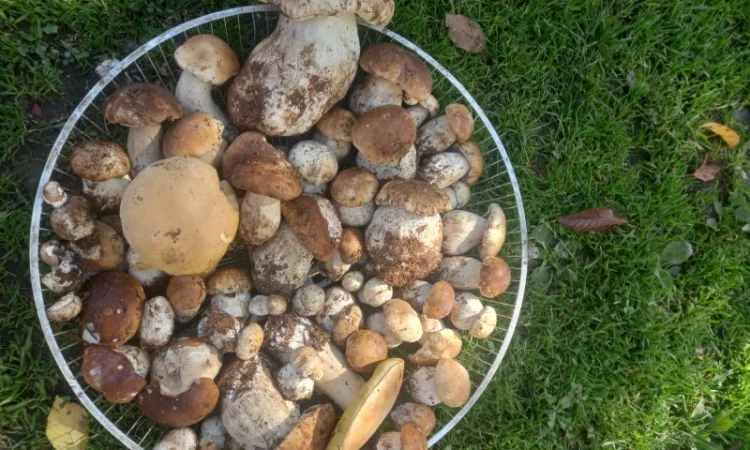 Продажа белых грибов: сухие и маринованные - фото № 1