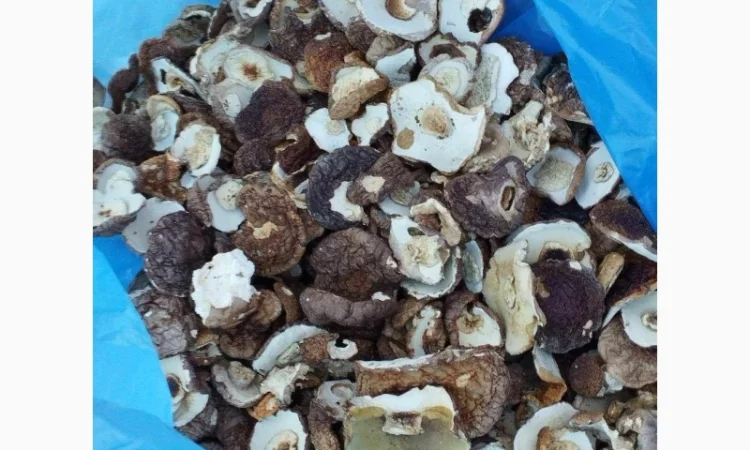 Продам шапочку білого гриба - фото № 1