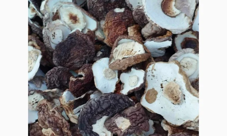 Продам шапочку білого гриба - фото № 2