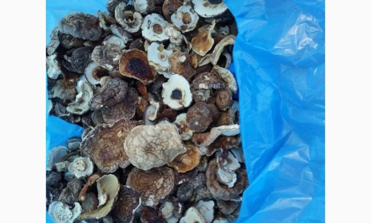 Продам шапочку білого гриба - фото № 3