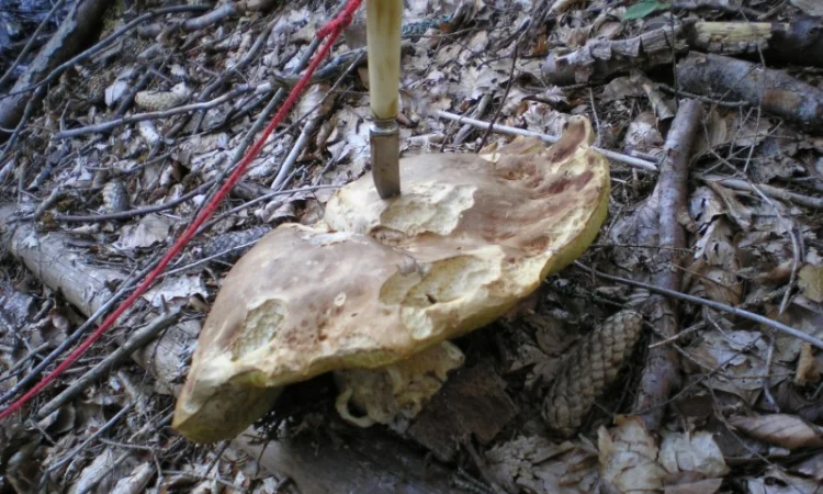 Гриби білі сушені – Карпати, відсортовані, перебрані. Доставка по Києву - безплатно - фото № 4