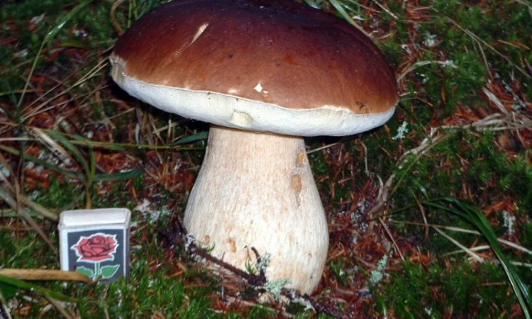 Гриби білі сушені – Карпати, відсортовані, перебрані. Доставка по Києву - безплатно - фото № 3