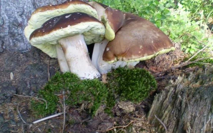 Гриби білі сушені – Карпати, відсортовані, перебрані. Доставка по Києву - безплатно - фото № 5