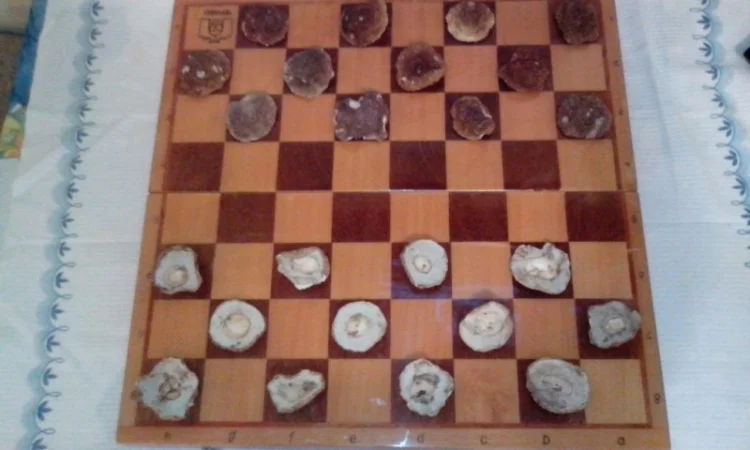 Продаж білих грибів, урожай 2024 року - фото № 4