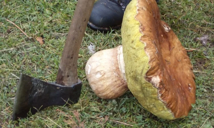 Гриби білі сушені з Карпат - фото № 3