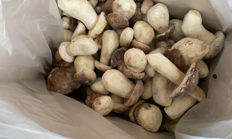 Гриби білі заморожені перший сорт осінь 2024р Закарпаття - фото № 1
