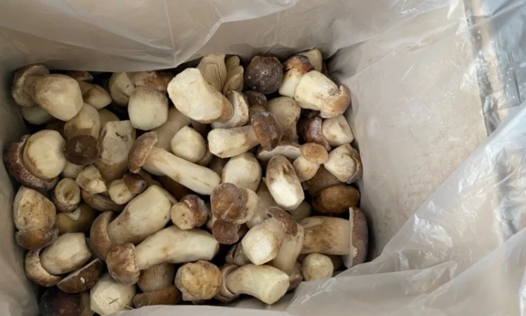 Гриби білі заморожені перший сорт осінь 2024р Закарпаття - фото № 2