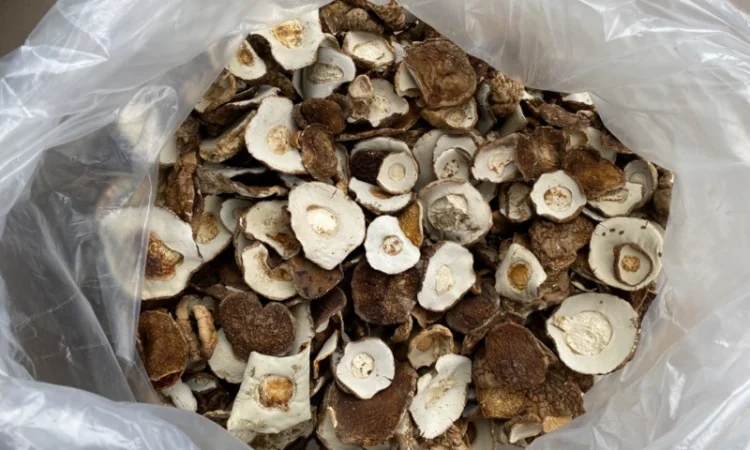 Сушена шапочка білого гриба! 2800грн - фото № 1