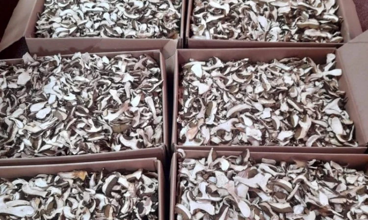 Куплю білі гриби, лисички - фото № 2