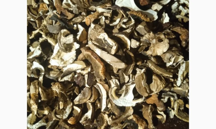 Продаж білих грибів - фото № 1