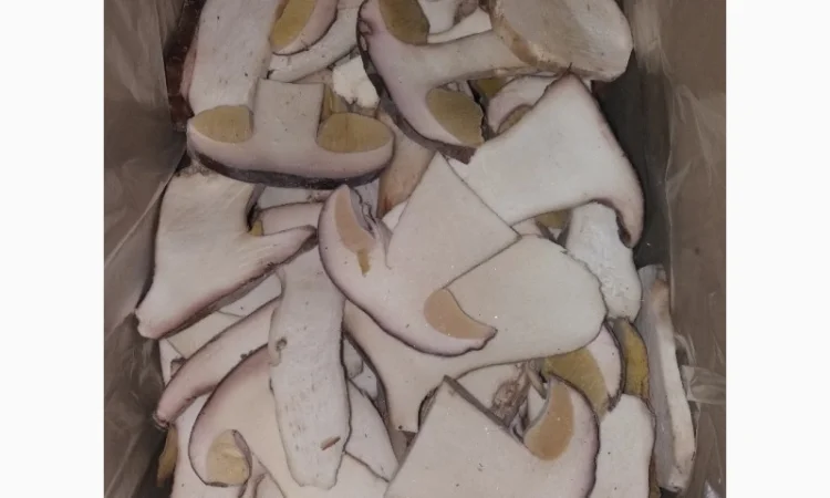 Продаємо гриби лісові білі, лисички, опеньки (свіжі, сушені, заморожені, мариновані) - фото № 1