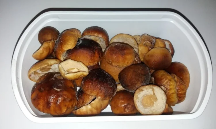 Шапочки білих грибів в упаковці по 9 лоточків - фото № 1