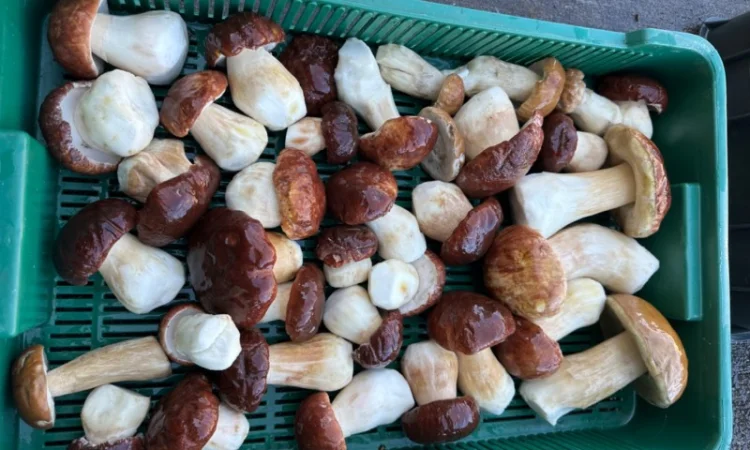 Продам білий гриб 1/2/3 сорт - фото № 1