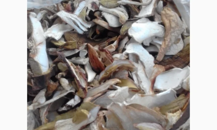 Гриби із Закарпаття 2022. Білі 1 сорт ціни вказані за 1 кг - фото № 1