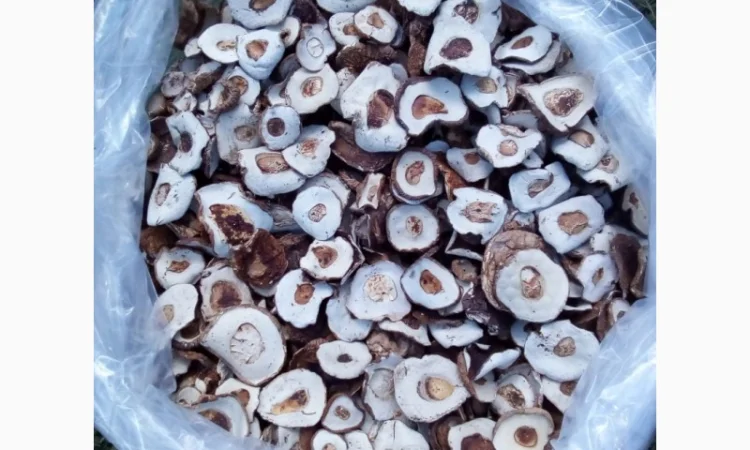 Шапка білого гриба 2022. Ціни вказані за 1 кг - фото № 2