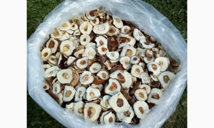 Шапка білого гриба 2022. Ціни вказані за 1 кг - фото № 3