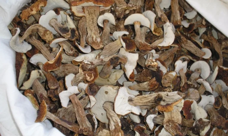 Продам сухие белые грибы - фото № 1