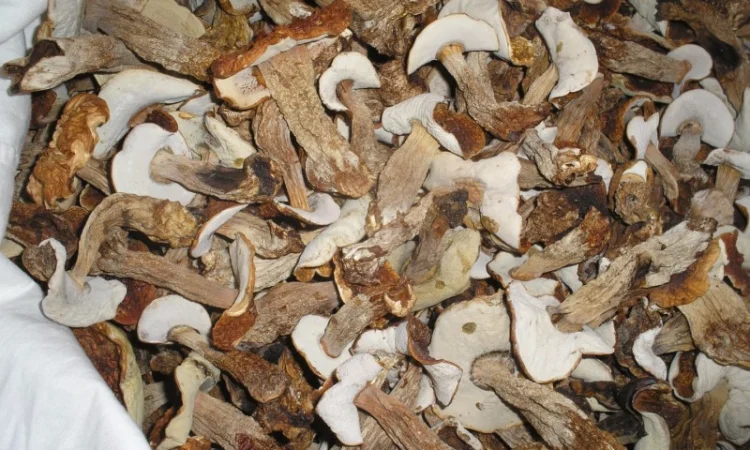 Продам сухие белые грибы - фото № 2