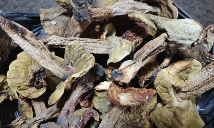 Продам сухие белые грибы - фото № 3