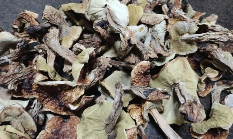 Продам сухие белые грибы - фото № 4