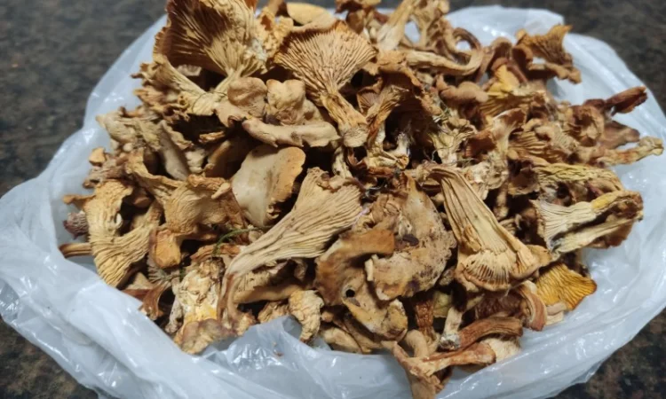 Продам сухие белые грибы - фото № 5