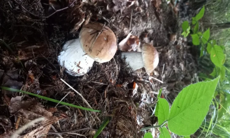 Білий гриб сушений. Збір в Карпатах2024 - фото № 2