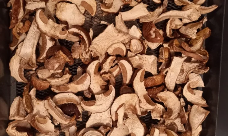 Білий гриб сушений. Збір в Карпатах2024 - фото № 3