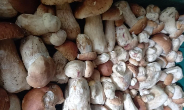 Білий гриб сушений. Збір в Карпатах2024 - фото № 4