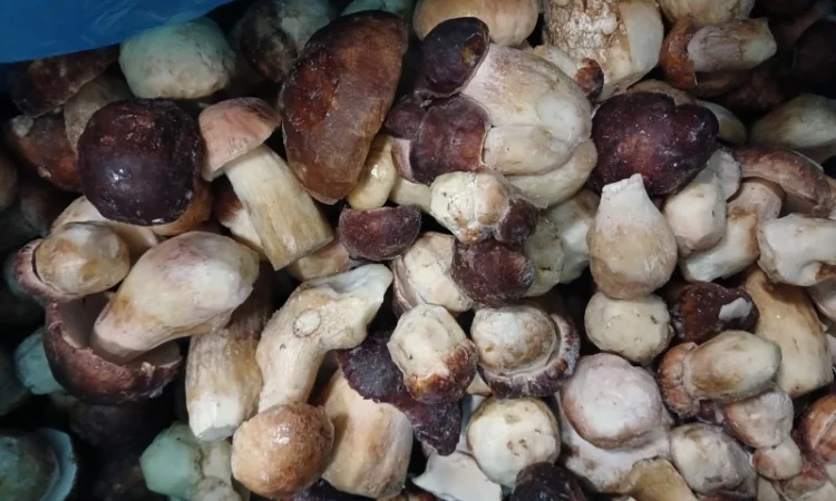 Продам білі гриби опт - фото № 1