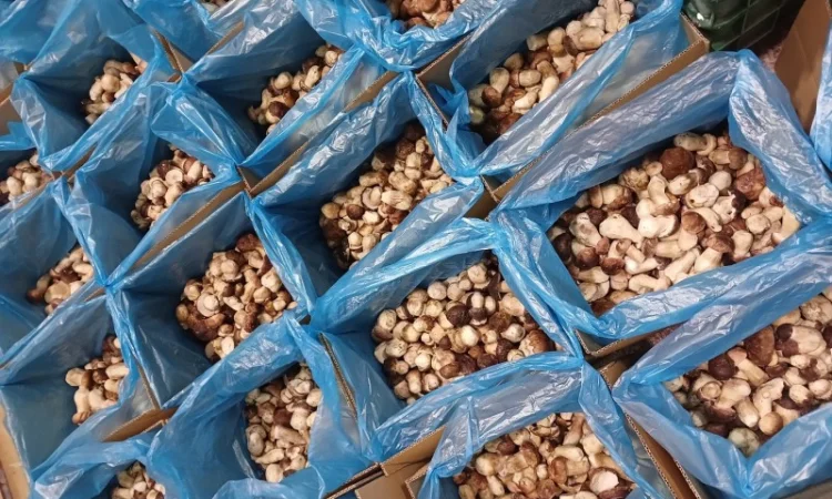 Продам білі гриби опт - фото № 2