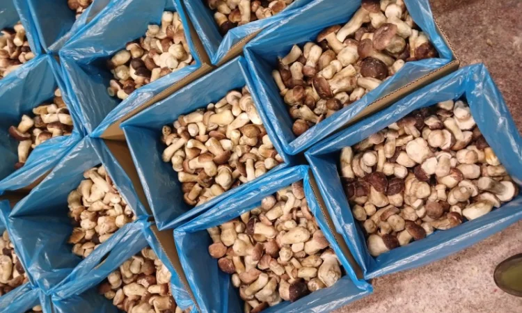 Продам білі гриби опт - фото № 3